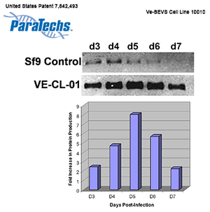 VE-BEVS Insect Cell Line 10010 (1x10⁷ cells; frozen) (VE-CL-01) Enhanced expression of highly stable intracellular and secreted proteins.