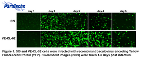 Figure 1. Sf9 and VE-CL-02 cells were infected with recombinant baculovirus encoding Yellow Fluorescent Protein (YFP). Fluorescent images (200x) were taken 1-5 days post infection.