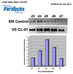 VE-BEVS Complete Kit 30011 (VE-CL-01, pAcVE1)