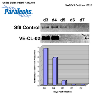 VE-BEVS Insect Cell Line 10020 (1x10⁷ cells; frozen) (VE-CL-02) Enhanced expression of highly unstable or toxic proteins.