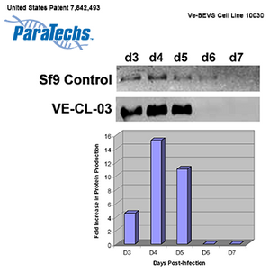 VE-BEVS Insect Cell Line 10030 (1x10⁷ cells; frozen) (VE-CL-03) General enhancement of most recombinant proteins