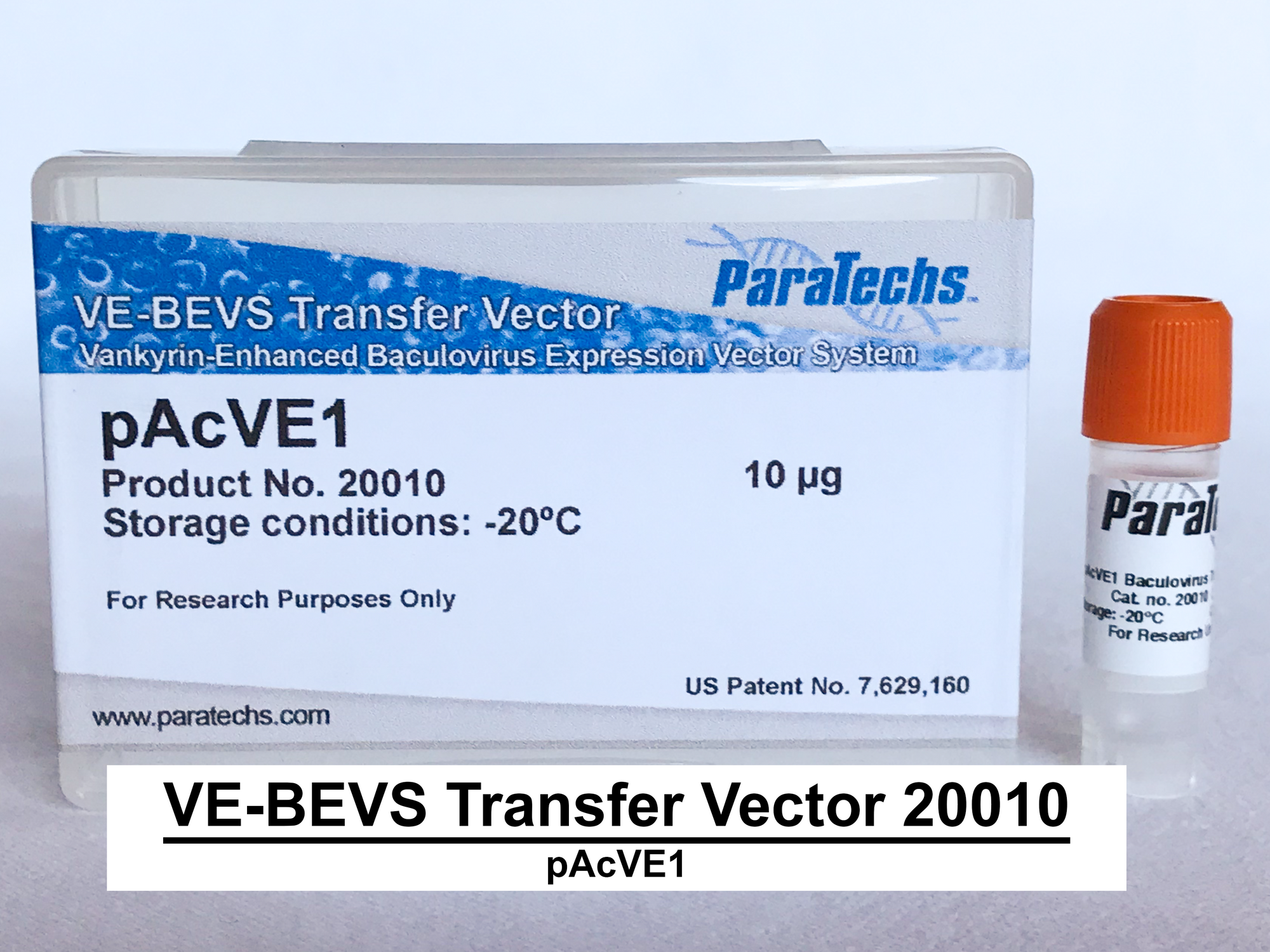 VE-BEVS Transfer Vector 20010 (10 µg) (pAcVE1) Co-expression of 𝘷𝘢𝘯𝘬𝘺𝘳𝘪𝘯 gene for increased protein production