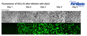 Fluorescence_of_VECL01_after_infection_with_yfp22
