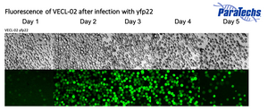 Fluorescence_of_VECL02_after_infection_with_yfp22