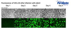 Fluorescence of VE-CL-03 after infection with yfp22