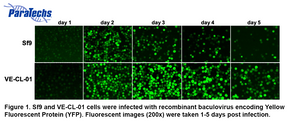 Figure 1. Sf9 and VE-CL-01 cells were infected with recombinant baculovirus encoding Yellow Fluorescent Protein (YFP). Fluorescent images (200x) were taken 1-5 days post infection.