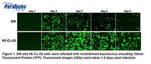 Figure 1. Sf9 and VE-CL-03 cells were infected with recombinant baculovirus encoding Yellow Fluorescent Protein (YFP). Fluorescent images (200x) were taken 1-5 days post infection. 