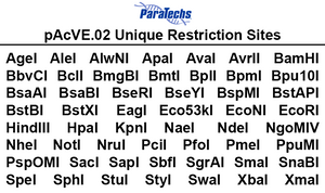 VE-BEVS Transfer Vector 20020 (10 µg) (pAcVE.02) Co-expression of vankyrin gene for increased protein production; HBM signal; N-terminal 8xHis-tag.