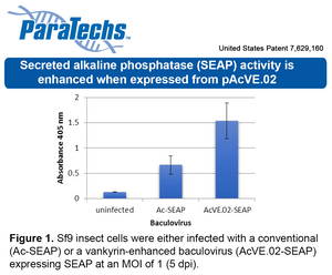 VE-BEVS Transfer Vector 20020 (10 µg) (pAcVE.02) Co-expression of vankyrin gene for increased protein production; HBM signal; N-terminal 8xHis-tag.