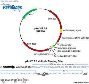 VE-BEVS Transfer Vector 20020 (10 µg) (pAcVE.02) Co-expression of vankyrin gene for increased protein production; HBM signal; N-terminal 8xHis-tag.