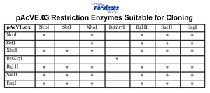 VE-BEVS Transfer Vector 20030 (10 µg) (pAcVE.03) Co-expression of vankyrin gene for increased protein production; HBM signal; C-terminal 6xHis-tag.