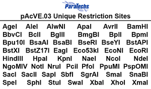 VE-BEVS Transfer Vector 20030 (10 µg) (pAcVE.03) Co-expression of vankyrin gene for increased protein production; HBM signal; C-terminal 6xHis-tag.