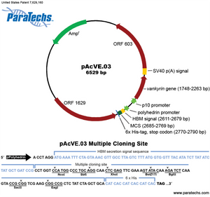 VE-BEVS Transfer Vector 20030 (10 µg) (pAcVE.03) Co-expression of vankyrin gene for increased protein production; HBM signal; C-terminal 6xHis-tag.