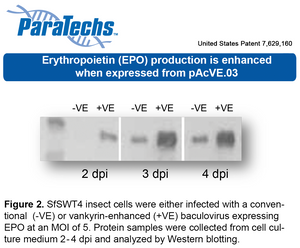 VE-BEVS Transfer Vector 20030 (10 µg) (pAcVE.03) Co-expression of vankyrin gene for increased protein production; HBM signal; C-terminal 6xHis-tag.