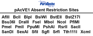 VE-BEVS Transfer Vector 20010 (10 µg) (pAcVE1) Co-expression of 𝘷𝘢𝘯𝘬𝘺𝘳𝘪𝘯 gene for increased protein production