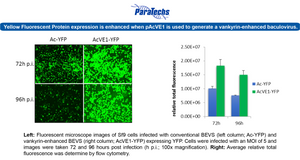 VE-BEVS Transfer Vector 20010 (10 µg) (pAcVE1) Co-expression of 𝘷𝘢𝘯𝘬𝘺𝘳𝘪𝘯 gene for increased protein production