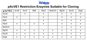 VE-BEVS Transfer Vector 20010 (10 µg) (pAcVE1) Co-expression of 𝘷𝘢𝘯𝘬𝘺𝘳𝘪𝘯 gene for increased protein production