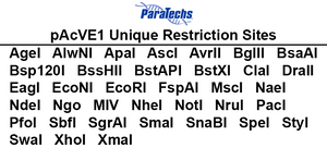 VE-BEVS Transfer Vector 20010 (10 µg) (pAcVE1) Co-expression of 𝘷𝘢𝘯𝘬𝘺𝘳𝘪𝘯 gene for increased protein production