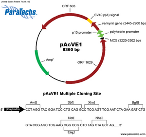 VE-BEVS Transfer Vector 20010 (10 µg) (pAcVE1) Co-expression of 𝘷𝘢𝘯𝘬𝘺𝘳𝘪𝘯 gene for increased protein production