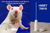 rNSET™ (Non-Surgical Embryo & Sperm Transfer) Device for Rats 70010 (10 Devices per Box)